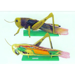 Locust